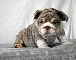 bulldog
