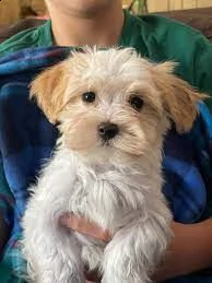 havanese