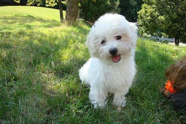 maltese