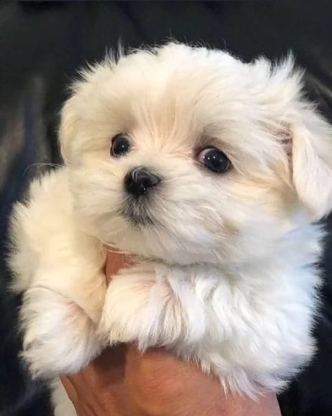 maltezer