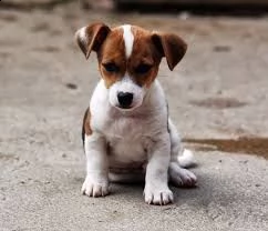  regalo maltese | Foto 0