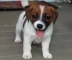  regalo maltese
