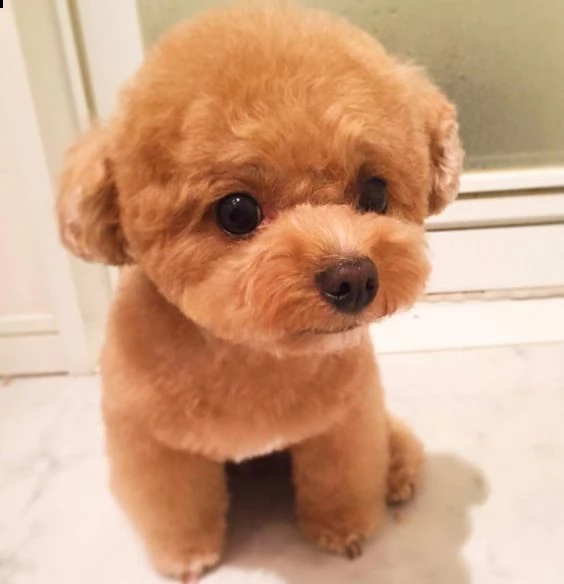 cuccioli di barboncino femminucce e maschietti disponibili . i cuccioli sono vaccinati sverminati ci