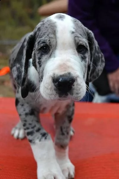 regalo adorabili cuccioli alano femminucce e maschietti gratuita i cuccioli sono vaccinati sverminat