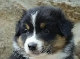adorabili cuccioli pastore australiano femminucce e maschietti disponibili i cuccioli sono vaccinati