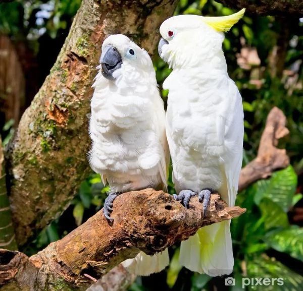 pappagalli cacatua maschi e femmine pronti a partire.