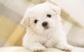maltezer | Foto 0
