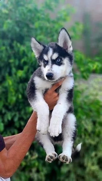 husky
