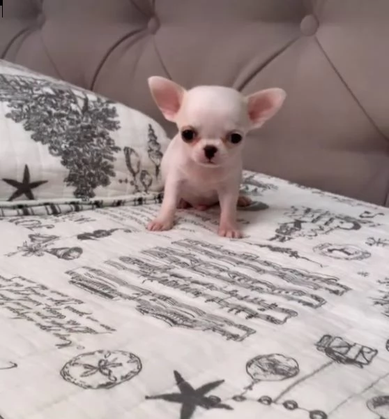 chihuahua