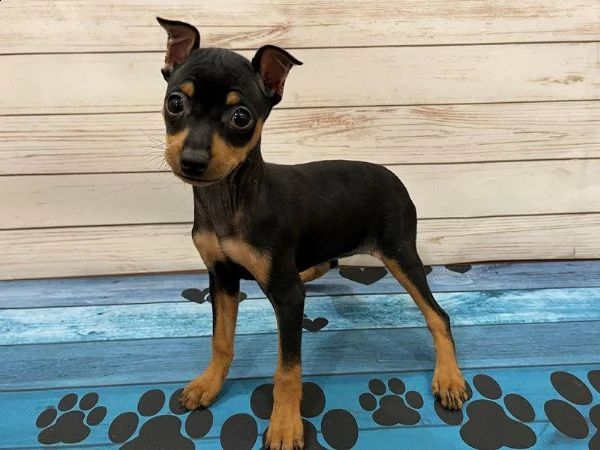 pinscher | Foto 0