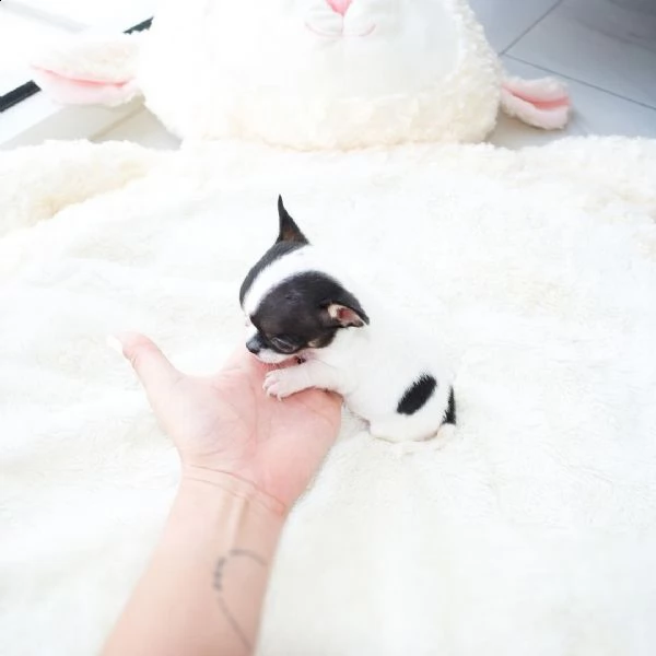 chihuahua