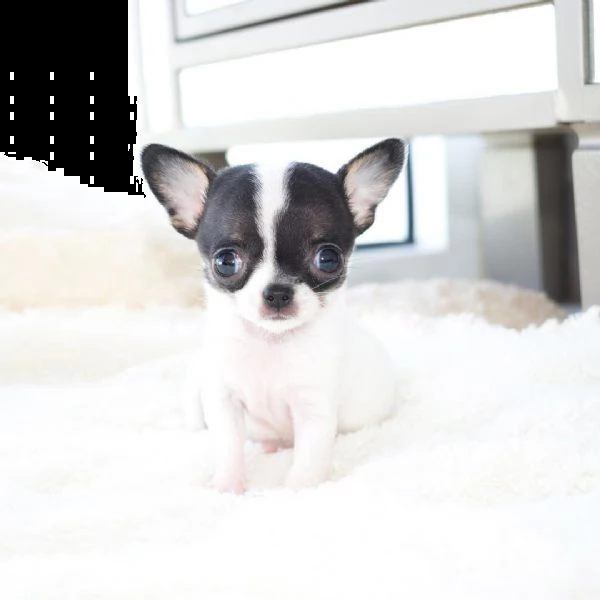 chihuahua | Foto 0