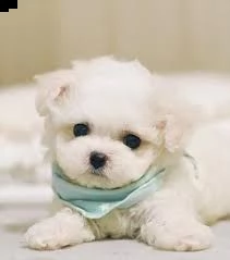 maltezer
