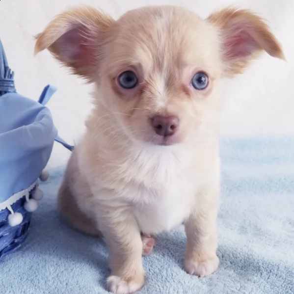 incantevole cucciolo di chihuahua maschio