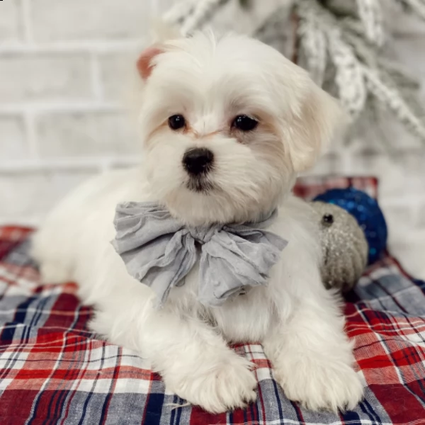 cucciolo di maltese maschio | Foto 2