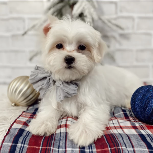 cucciolo di maltese maschio | Foto 1