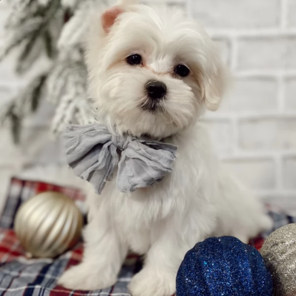 cucciolo di maltese maschio | Foto 0