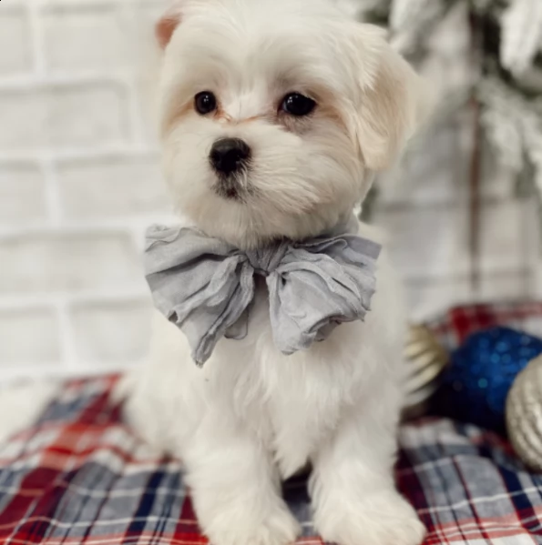 cucciolo di maltese maschio