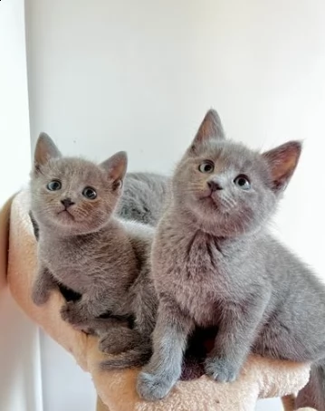 blu di russia di due mesi