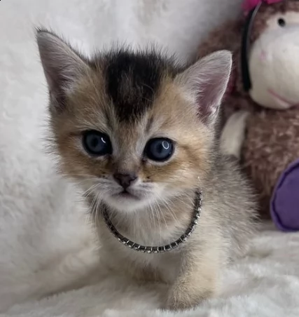 gattini munchkin disponibile