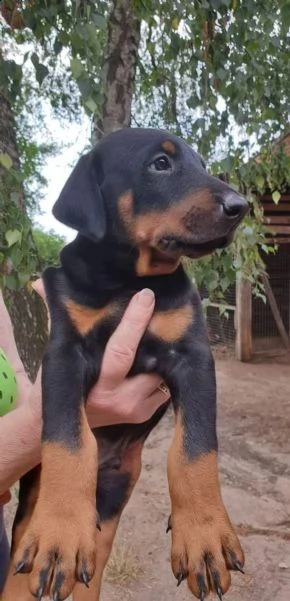 bellissimi cuccioli dobermann