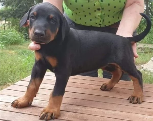 bellissimi cuccioli dobermann | Foto 0