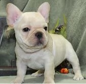 bouledogue francese bulldog | Foto 2