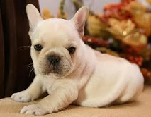 bouledogue francese bulldog | Foto 1