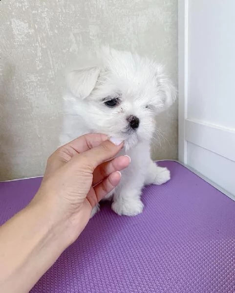adorabili cuccioli maltesi | Foto 5