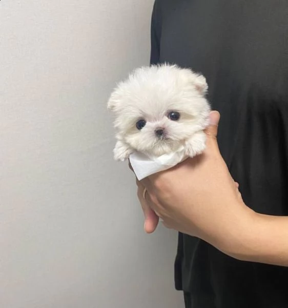 maltezer