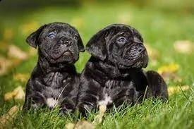 vendita cane corso da privato