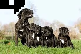 vendita cuccioli di cane corso | Foto 6