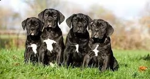 vendita cuccioli di cane corso | Foto 4