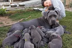 vendita cuccioli di cane corso | Foto 3