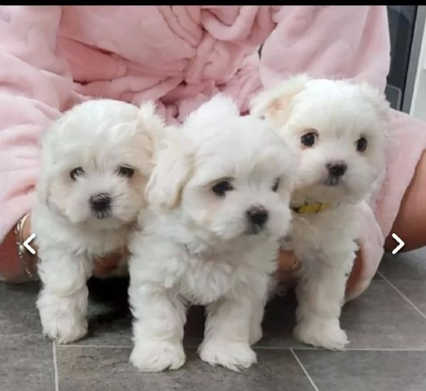 regalo cuccioli di maltese per l'adozione