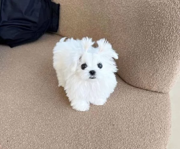 maltezer