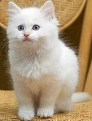 gattini ragdoll in vendita femmina bianca con gli occhi azzurri
