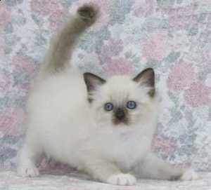 vendo gattini ragdoll