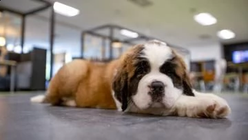stupendi cuccioli di san bernardo | Foto 1