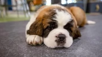 stupendi cuccioli di san bernardo | Foto 0