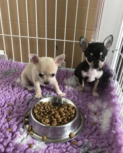 cuccioli di chihuahua per re-homing