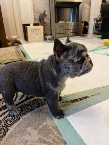 cuccioli di bulldog francese addestrati