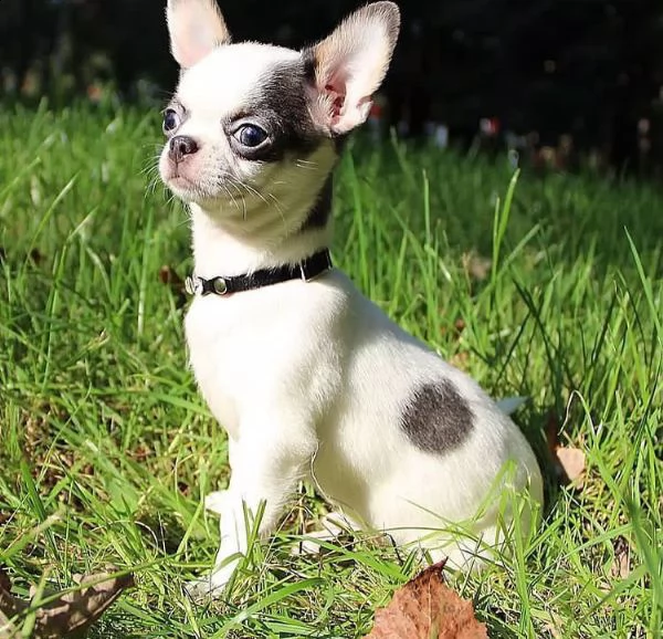 chihuahua