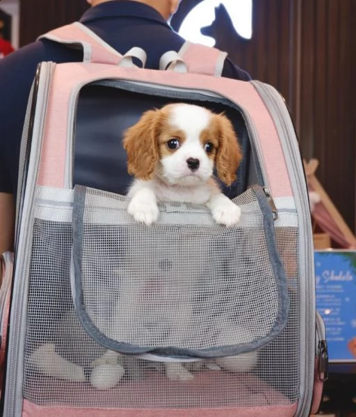 cavalier king | Foto 0