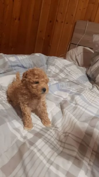 barboncino  | Foto 0