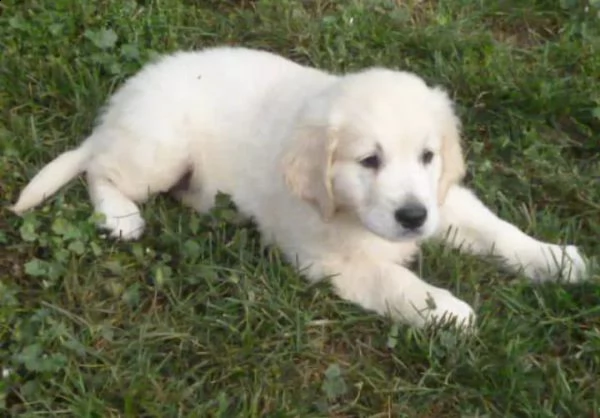 cuccioli di golden retriever!!! | Foto 0
