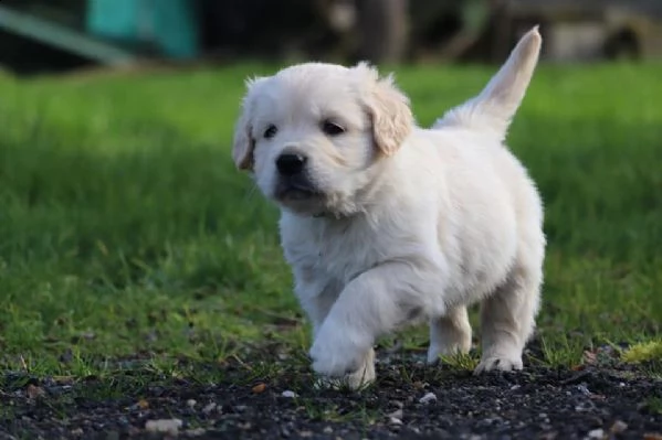 cucciole di golden retriever di circa 3 mesi!!! | Foto 0