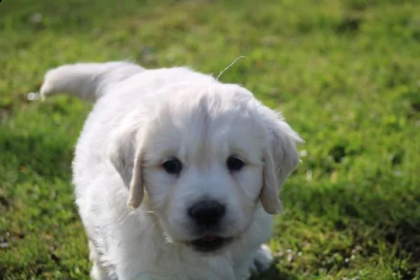 cucciole di golden retriever di circa 3 mesi!!!