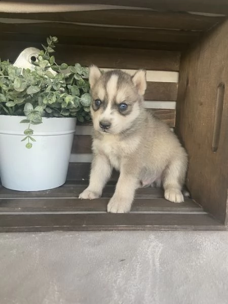 cuccioli di husky siberiano di razza pura