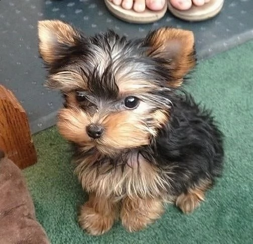 molto piccoli cuccioli di yorkie da tè ora disponibili | Foto 0